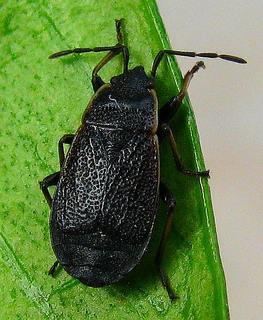 Pyrrhocoridae: Pyrrhocoris marginatus della Turchia
